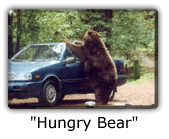Hungry Bear